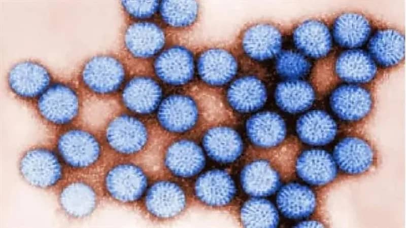 باحثون : الفيروسات الخطيرة تظل معدية لمدة 3 أيام بواسطة التنقل على البلاستيك