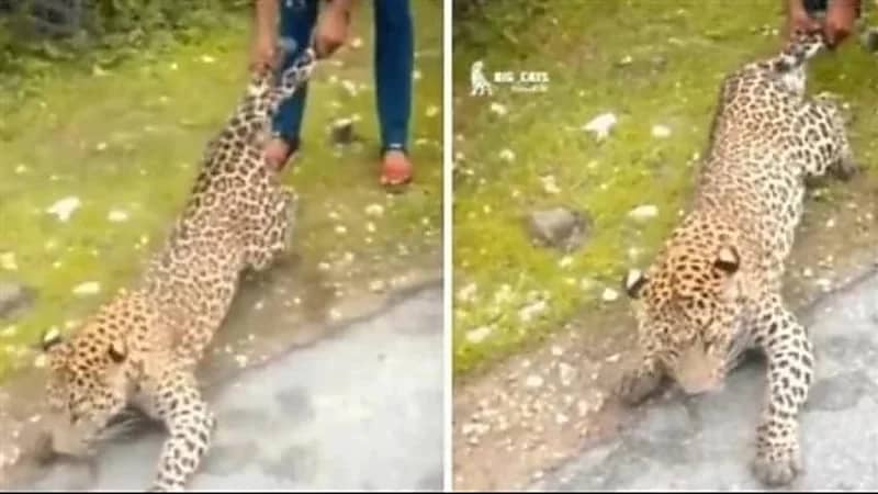 شاهد.. سحب رجل لنمر من ذيله 