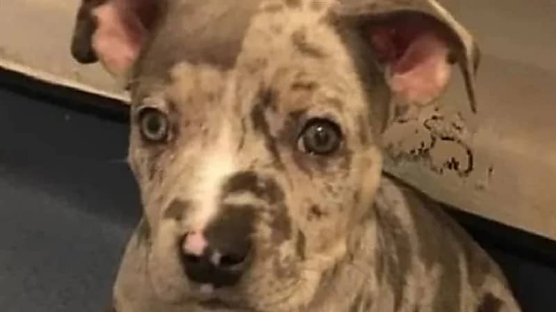 تنكروا في أزياء الشرطة.. الحكم على 3 أشخاص بالسجن 34 عاما لسرقتهم كلب