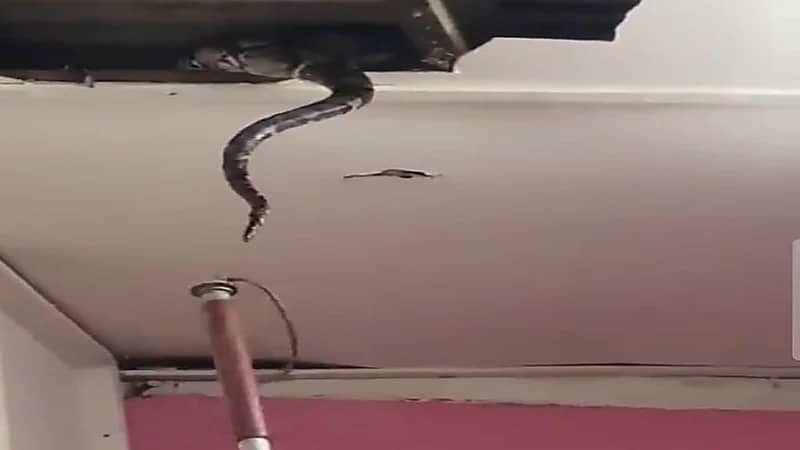 شاهد.. عائلة تعثر على ثعابين ضخمة في سقف المنزل