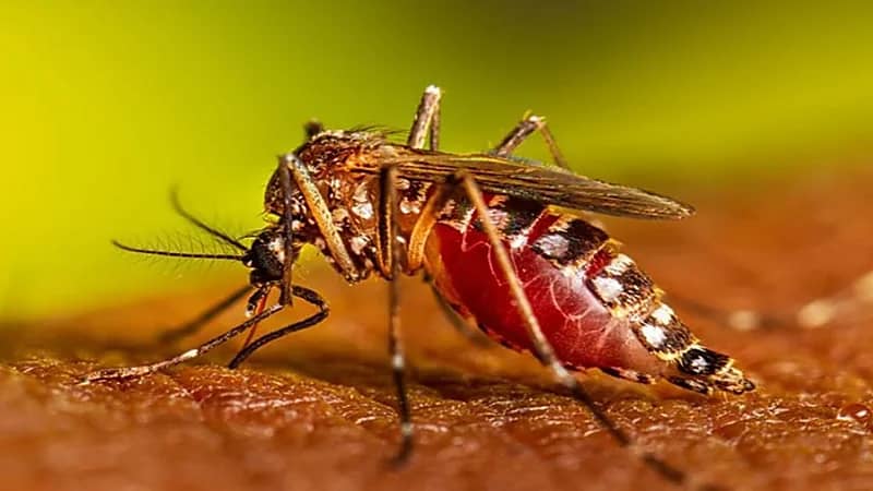 "الصحة العالمية": التغير المناخي يتسبب في تفشي حمى الضنك وشيكونغونيا