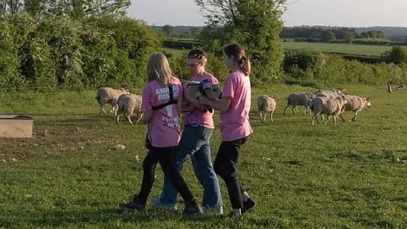 ناشطات نباتيات يسرقن 3 خراف من مزرعة الملك تشارلز (فيديو)