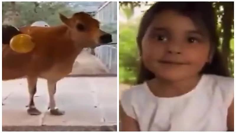 أب يحقق أمنية ابنته ويشتري لها بقرة بمناسبة نجاحها.. فيديو