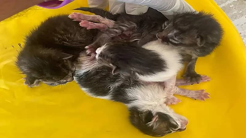 فصل توائم سيامية من القطط في القنفذة - فيديو