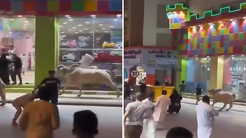 ثور يهاجم المارة في أحد شوارع الرياض.. فيديو