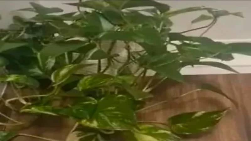 5 نباتات منزلية سامة ومهددة للأطفال