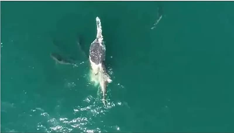 زعنفة قرش مزيفة تثير مخاوف تلاميذ برحلة مدرسية