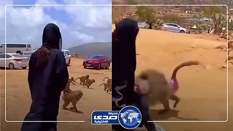 قرد يهجم على فتاة ويسقطها أرضًا.. فيديو