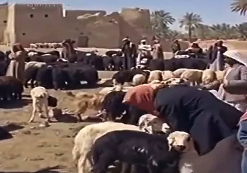 بساطة الحياة في المملكة قبل 57 عاما.. فيديو