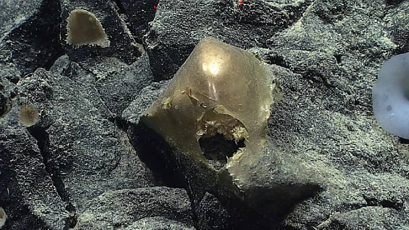 العثور على بيضة ذهبية في قاع البحر