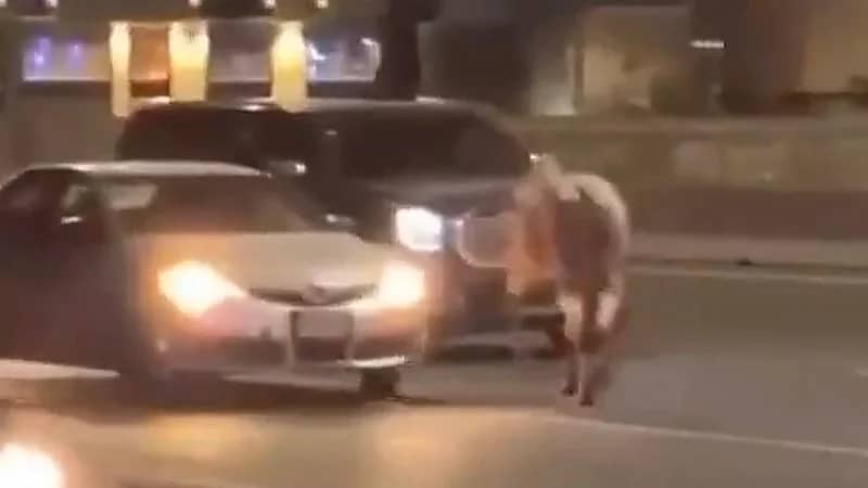 ثور هائج يُعطل الحركة المرورية بالطائف‬⁩ .. فيديو