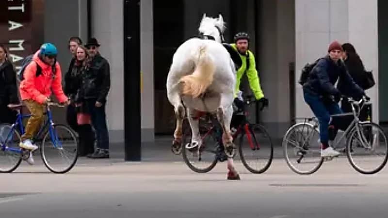 ‎خيول هاربة من معسكر للجيش تتسبب في إصابات بلندن..فيديو