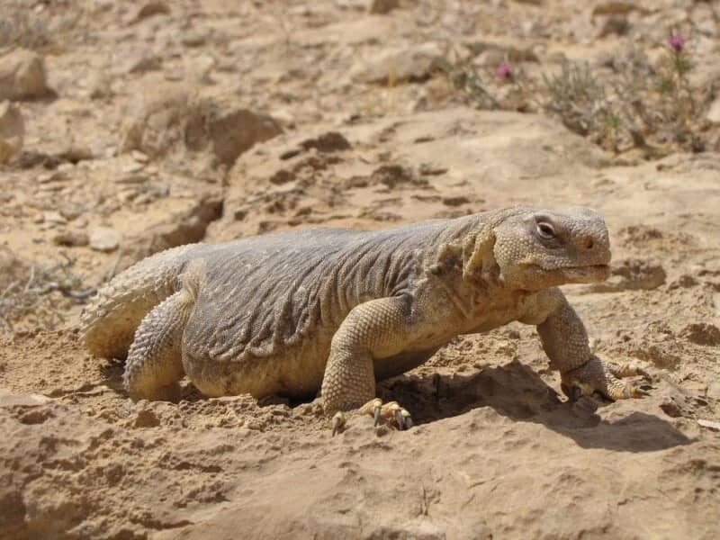 عمر العديم: تناول دم الضب يسبب الوفاة