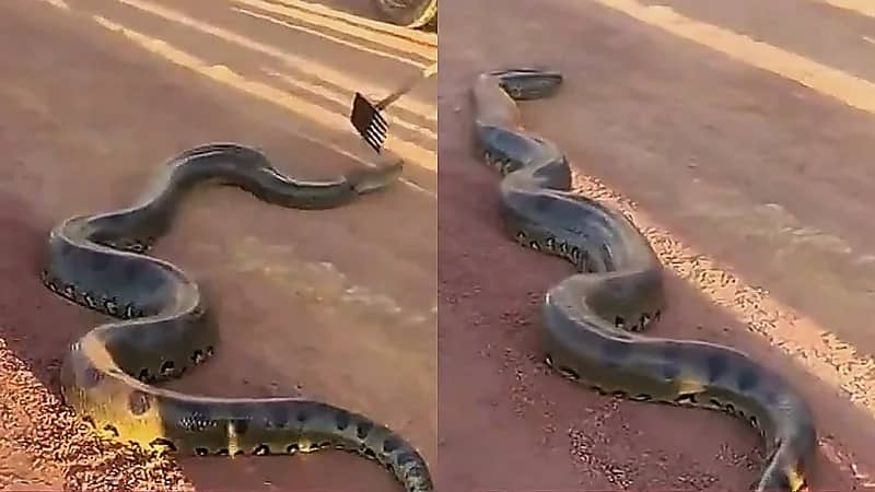 بطول 6 أمتار .. تجمع لمشاهدة ثعبان أناكوندا على طريق سريع بالبرازيل .. فيديو