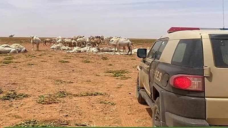 ضبط مقيم  لمخالفته نظام البيئة بمحيمة الملك سلمان الملكية