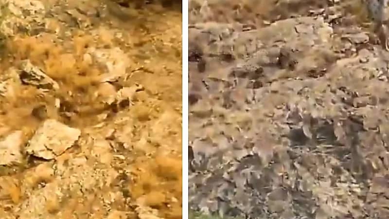 مطاردة لمجموعة من القرود الغاضبة لـ ضبع تشعل مواقع التواصل .. فيديو