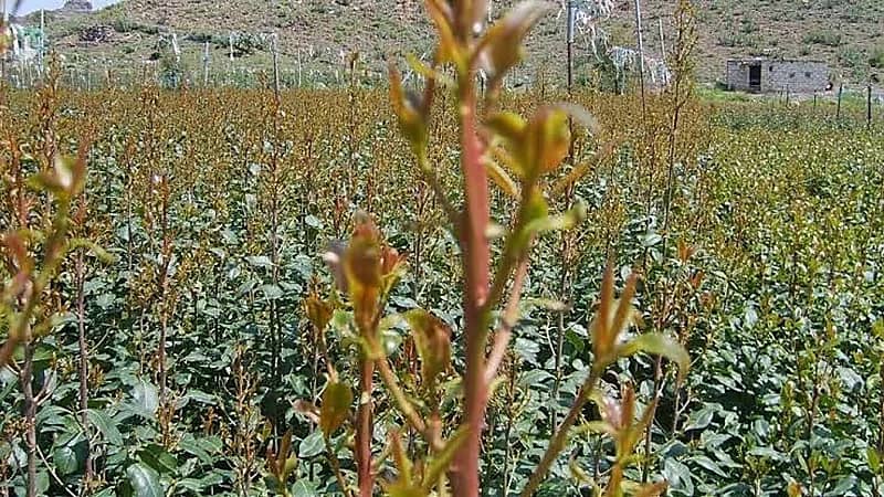 استشاري : القات مادة شديدة الإدمان تسبب أضراراً نفسية وعقلية