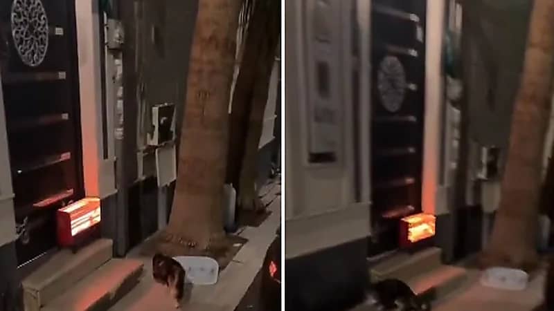 شخص يوثق ردة فعل جيرانه تجاه قطط الشارع ..فيديو