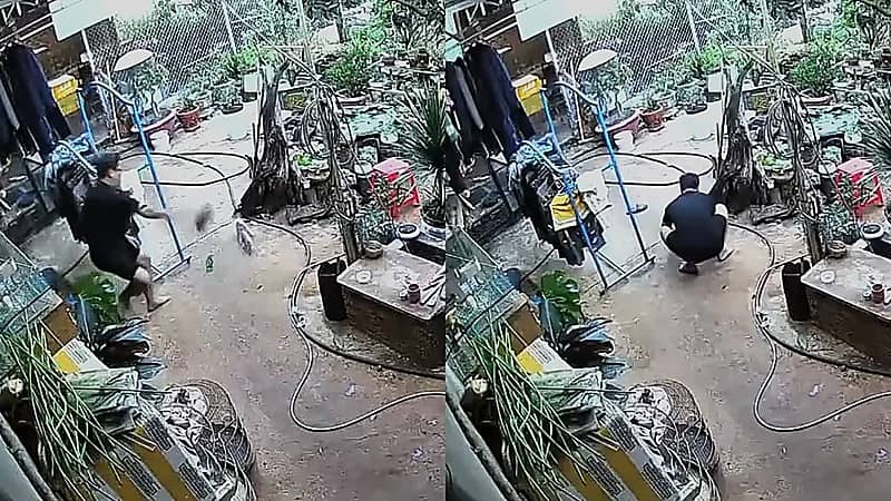 شاب يفجع بوفاة طائره النادر بعد محاولة إنقاذه من قطة .. فيديو