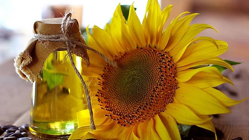تحذيرات علمية من الاستخدام المنتظم لزيت عباد الشمس