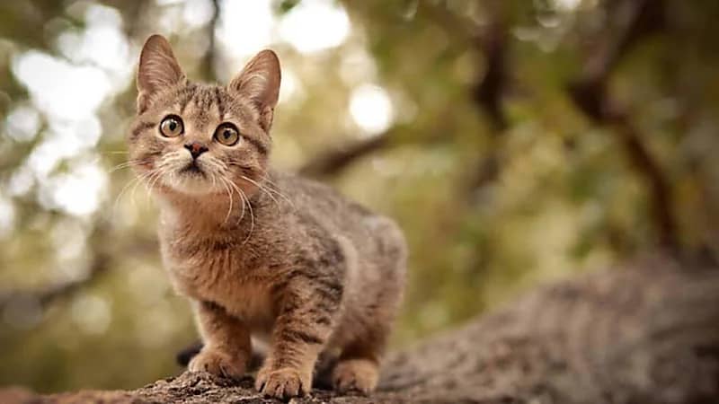 هندية تقاضي زوجها لتفضيله قطته الأليفة عليها