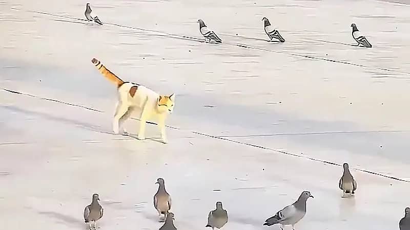 مشهد عفوي لقطة تلاعب حمام الحرم المكي .. فيديو