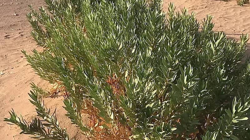 دراسة: استخدام نبات الحرمل في الجزيرة العربية قبل 2700 عام