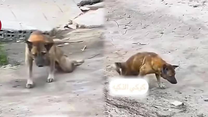 مشهد طريف لكلب يدعي المرض ليكسب تعاطف المارة..فيديو