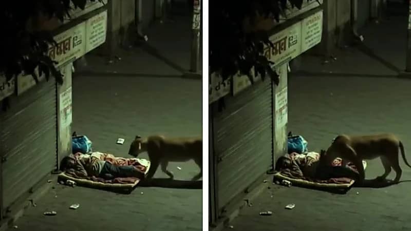 مشهد يحبس الأنفاس لأسد يقترب من رجل نائم ويغادر بهدوء .. فيديو