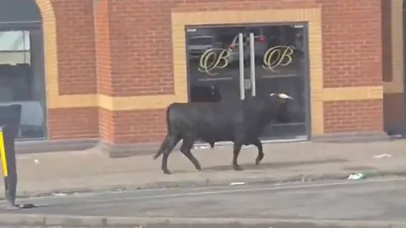 ثور هائج يثير الذعر في شوارع برمنغهام بعد فراره قبيل ذبحه ..فيديو