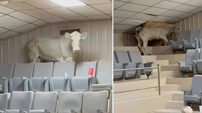 هروب غير متوقع لبقرة يثير فوضى في ولاية أمريكية ..فيديو