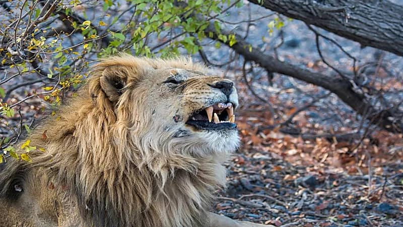 مقتل رجل أعمال افترسه أسد أمام زوجته