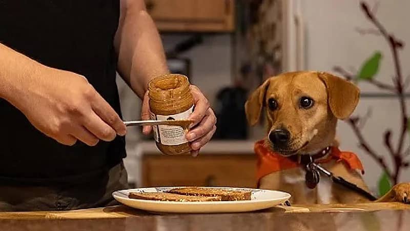 5أطعمة شائعة خطر تقديمها لحيوانك الأليف