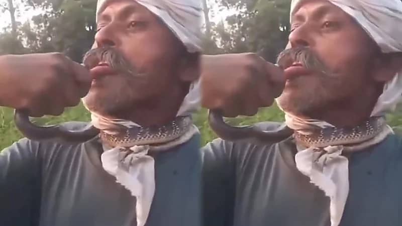 نهاية مأساوية لمزارع حاول تقبيل أفعى.. فيديو
