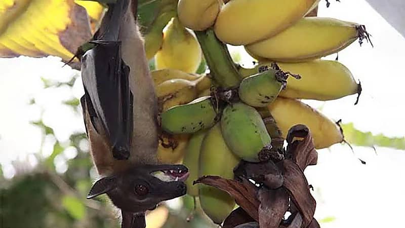 فيروس قاتل في الفاكهة ينهي حياة فتاة