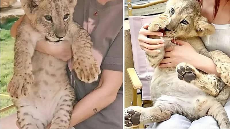 مطعم صيني يثير موجة غضب بعد تقديم خدمة مداعبة أشبال الأسود لرواده