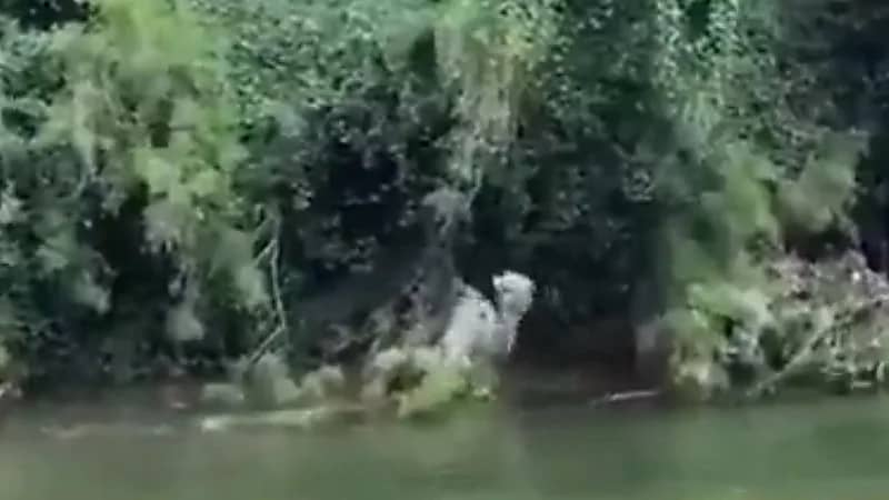 شباب ينقذون ناقة عالقة بين الأشجار في الباحة..فيديو