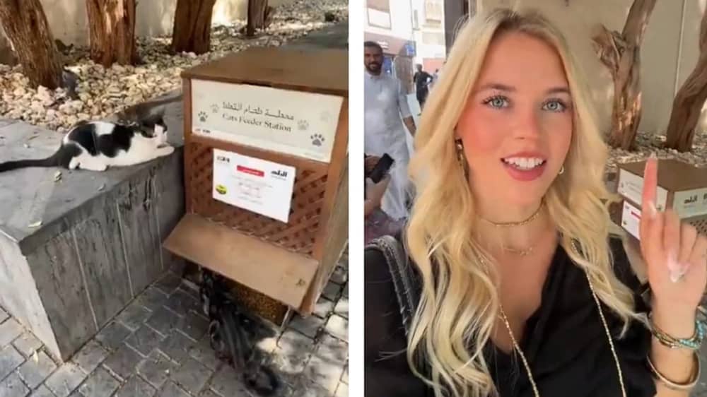 سائحة أجنبية تنبهر بعناية القطط في جدة التاريخية وتشعل مواقع التواصل .. فيديو