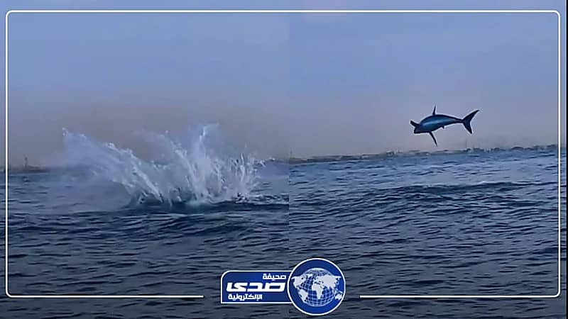 حقيقة ظهور قرش على سواحل ينبع .. فيديو