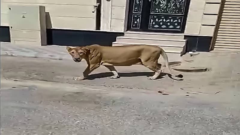 بالفيديو والصور .. السيطرة على أسد طليق في الخبر