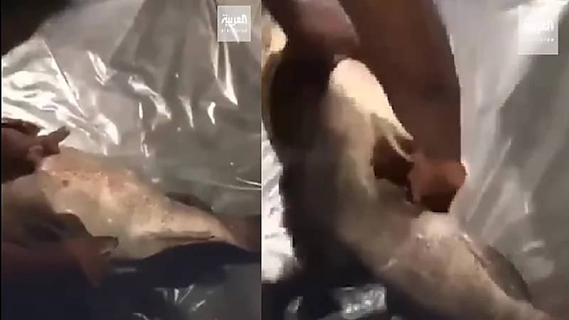 الكويت تحبط تهريب مخدرات محشوة في شحنة أسماك قادمة من إيران