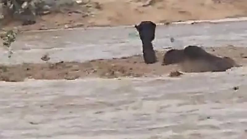 ناقة تصارع الموت في سيول خميس مشيط .. فيديو