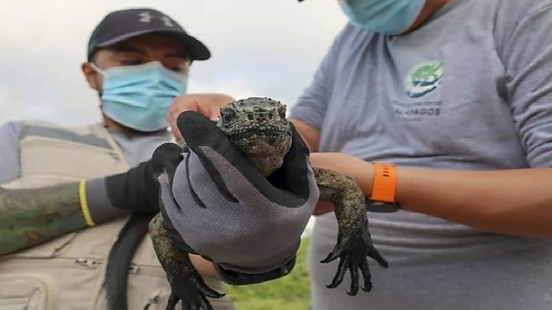 العلماء يكتشفون نوعاً جديداً من السلاحف العملاقة