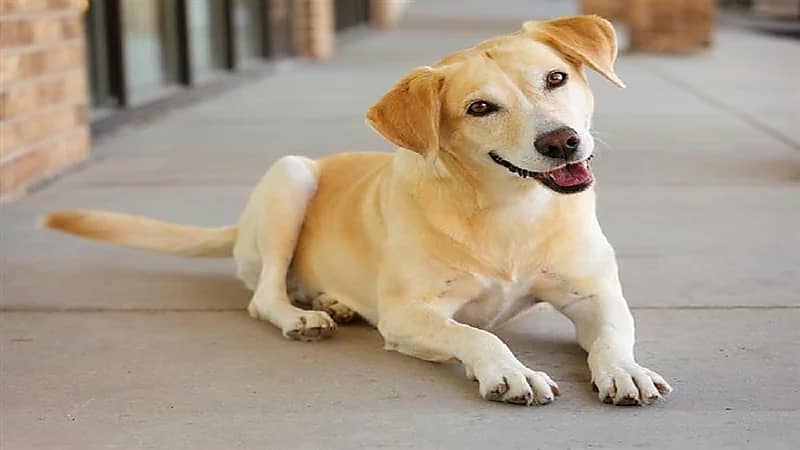 محكمة تعوض أم متضررة من "عضة كلب"