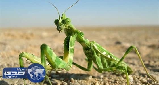 تعرف على السرعوف ومميزاتها