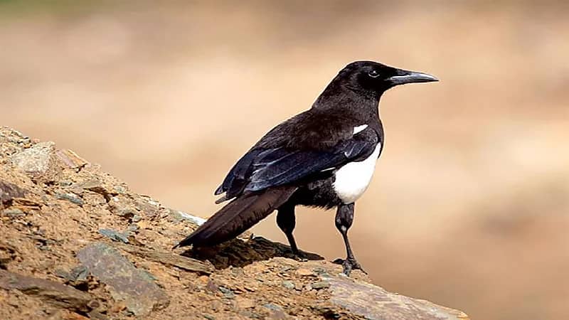 100 ألف ريال غرامة صيد "العقعق" العسيري