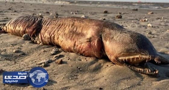 أمواج إعصار هارفي تجلب مخلوقا غريبا