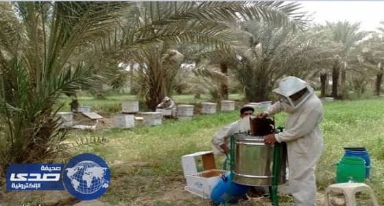 البيئة تطلق إدارة جديدة لخدمة قطاع النحالين