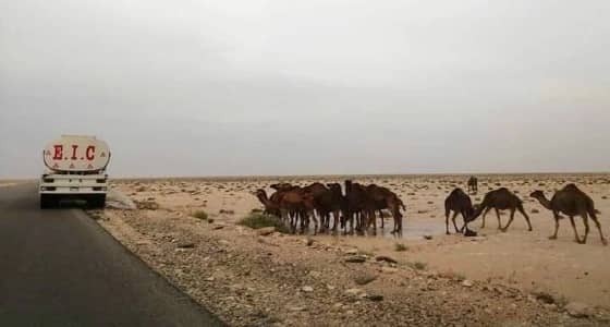 مشهد مؤثر.. قائد مركبة يتوقف ليروي ظمأ قطيع من الجمال