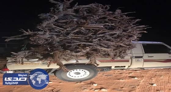 ضبط مخالفة احتطاب نبات الأرطى بمحمية التيسية